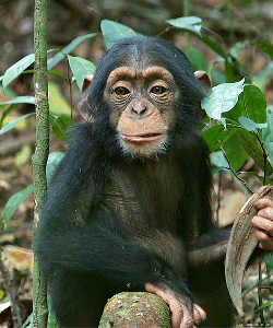 Are we really related to Chimps ?